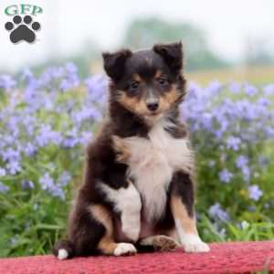 Crissy, Sheltie Puppy