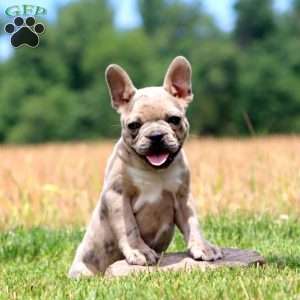 Crissy, Frenchton Puppy