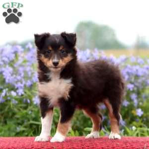 Crissy, Sheltie Puppy