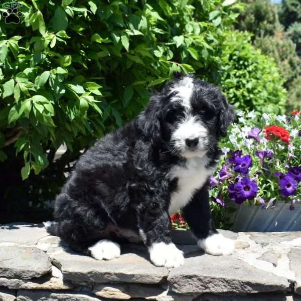 Cruz, Bernedoodle Puppy