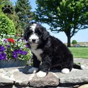 Cruz, Bernedoodle Puppy