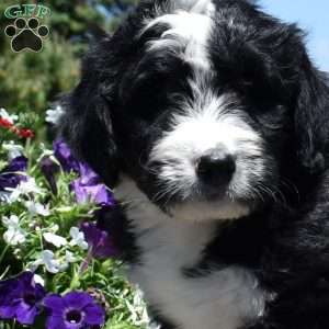 Cruz, Bernedoodle Puppy