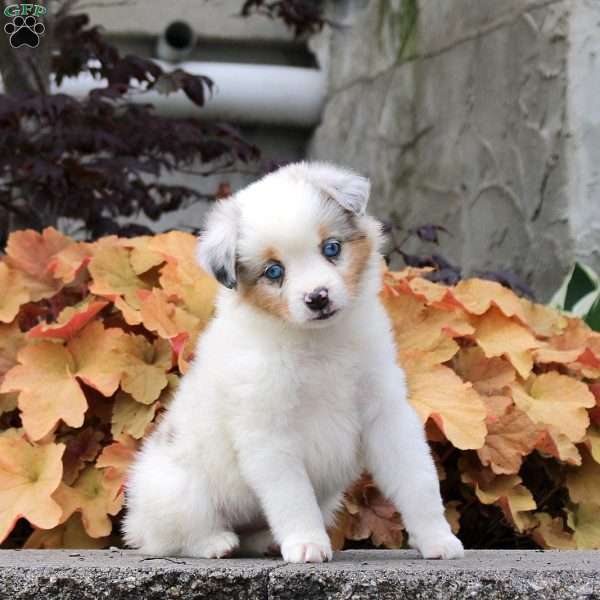 Crystal, Miniature Australian Shepherd Puppy