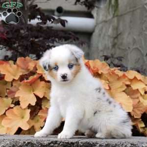 Crystal, Miniature Australian Shepherd Puppy