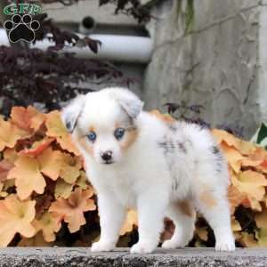 Crystal, Miniature Australian Shepherd Puppy