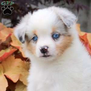 Crystal, Miniature Australian Shepherd Puppy