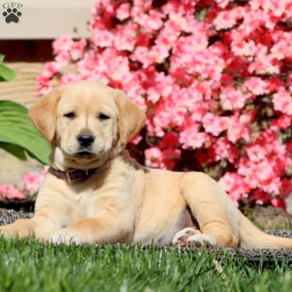 Crystal, Golden Retriever Mix Puppy