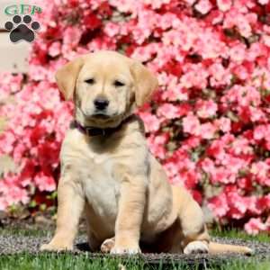 Crystal, Golden Retriever Mix Puppy