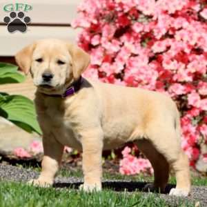 Crystal, Golden Retriever Mix Puppy
