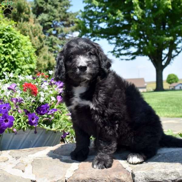 Cuddles, Bernedoodle Puppy