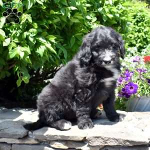 Cuddles, Bernedoodle Puppy