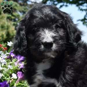Cuddles, Bernedoodle Puppy