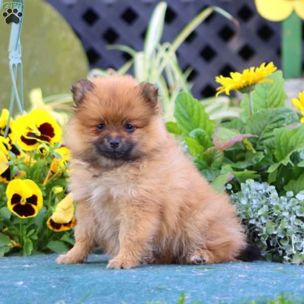 Cuddles, Pomeranian Puppy