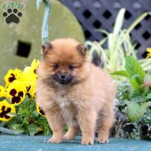 Cuddles, Pomeranian Puppy