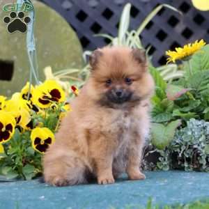 Cuddles, Pomeranian Puppy