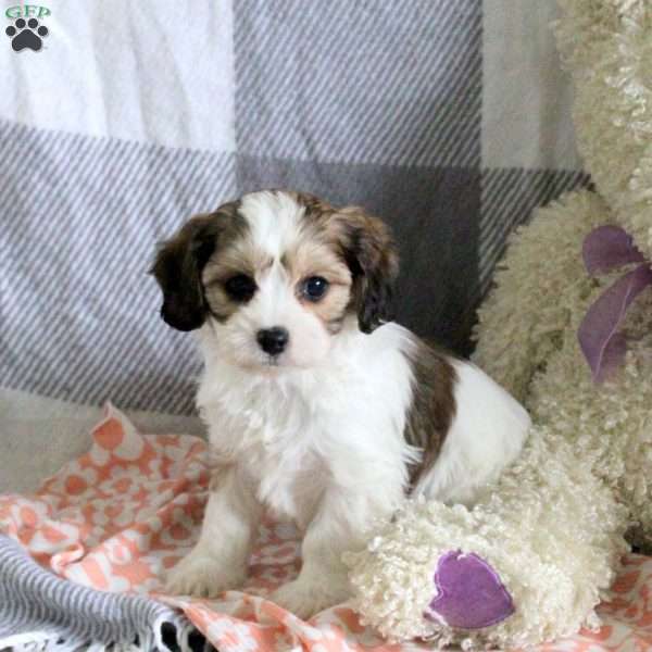 Cupcake, Cavachon Puppy