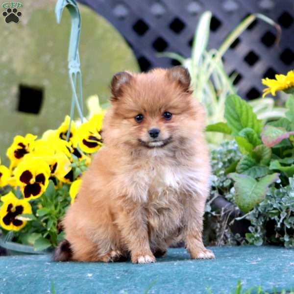 Cutie, Pomeranian Puppy
