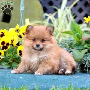 Cutie, Pomeranian Puppy