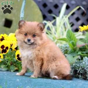 Cutie, Pomeranian Puppy