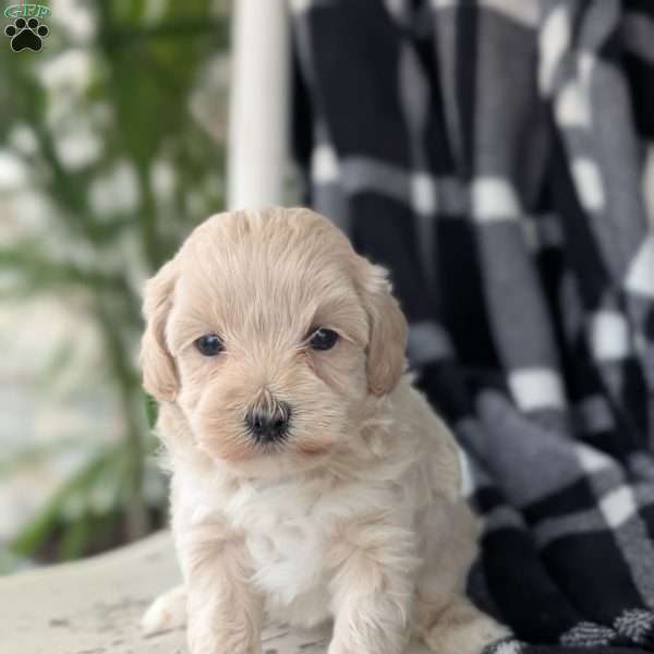 Cyrus, Maltipoo Puppy