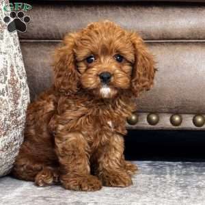 Finn, Cavapoo Puppy