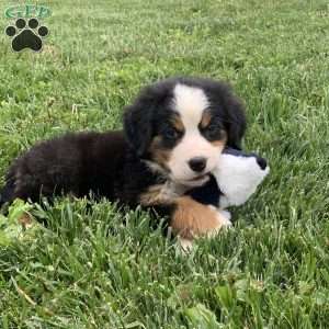 Comanche, Bernese Mountain Dog Puppy