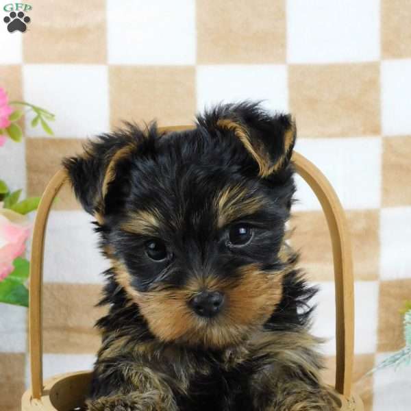 Samson, Yorkie Puppy