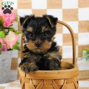 Samson, Yorkie Puppy