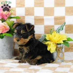 Samson, Yorkie Puppy