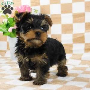 Samson, Yorkie Puppy