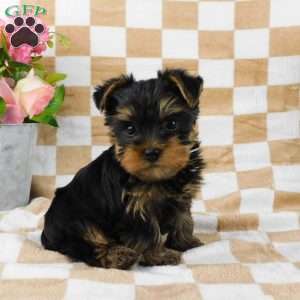 Samson, Yorkie Puppy