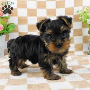 Samson, Yorkie Puppy