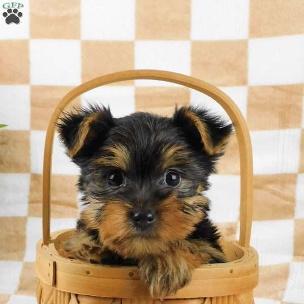 Simon, Yorkie Puppy