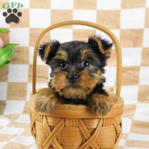 Simon, Yorkie Puppy
