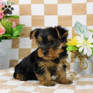 Simon, Yorkie Puppy