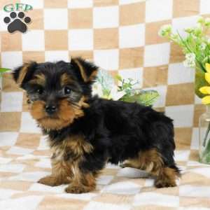Simon, Yorkie Puppy