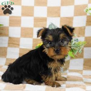 Simon, Yorkie Puppy