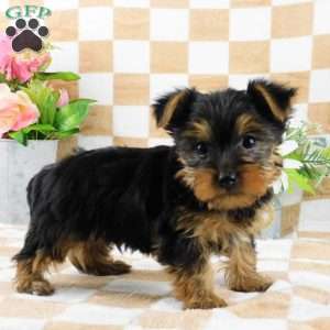 Simon, Yorkie Puppy