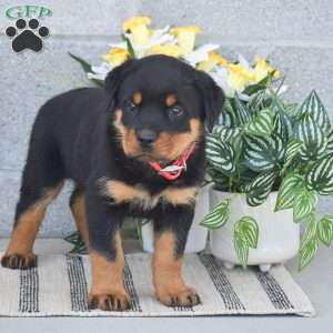 Nala, Rottweiler Puppy