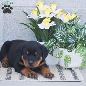 Nash, Rottweiler Puppy