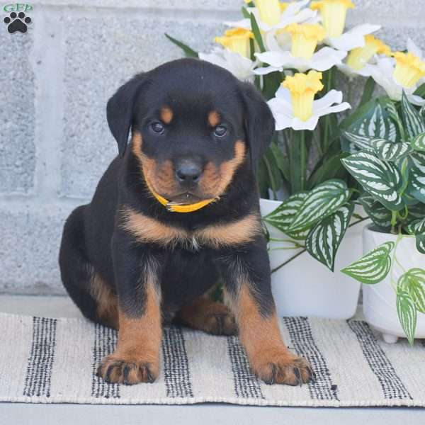 Nash, Rottweiler Puppy