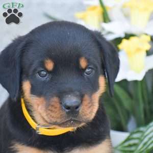 Nash, Rottweiler Puppy