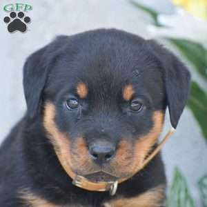 Natalie, Rottweiler Puppy