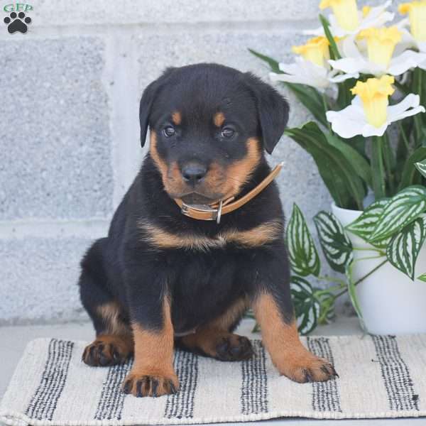 Natalie, Rottweiler Puppy