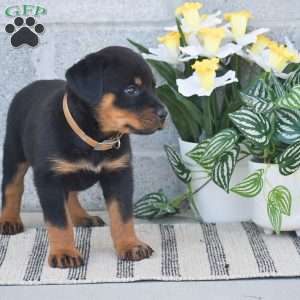Natalie, Rottweiler Puppy