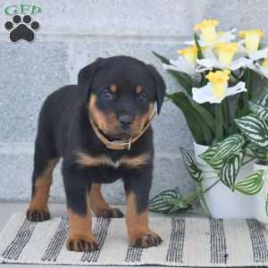 Natalie, Rottweiler Puppy