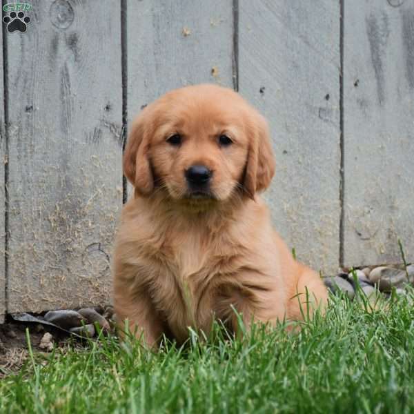 Magic, Golden Retriever Puppy