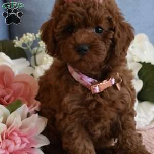 Harper, Toy Poodle Puppy