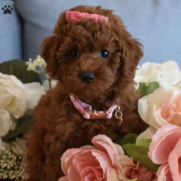 Harper, Toy Poodle Puppy