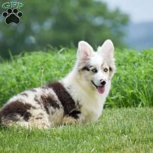 Lucas, Pembroke Welsh Corgi Puppy
